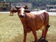 La vaca lechera. Riao, Asturias